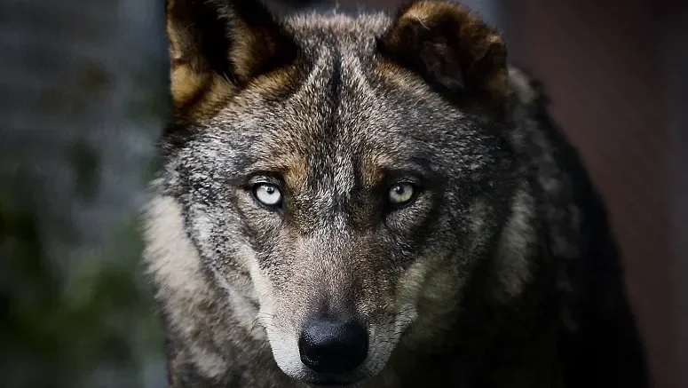 Lobo Ibérico