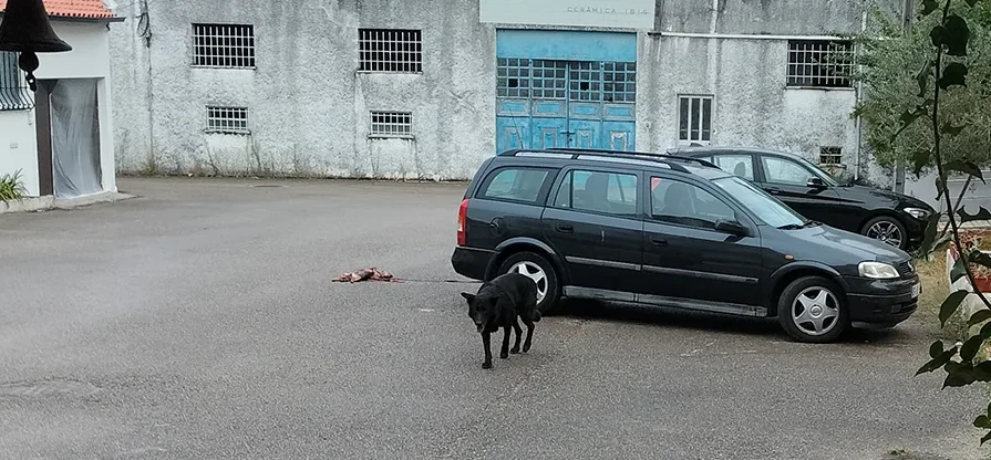 Cão Morto