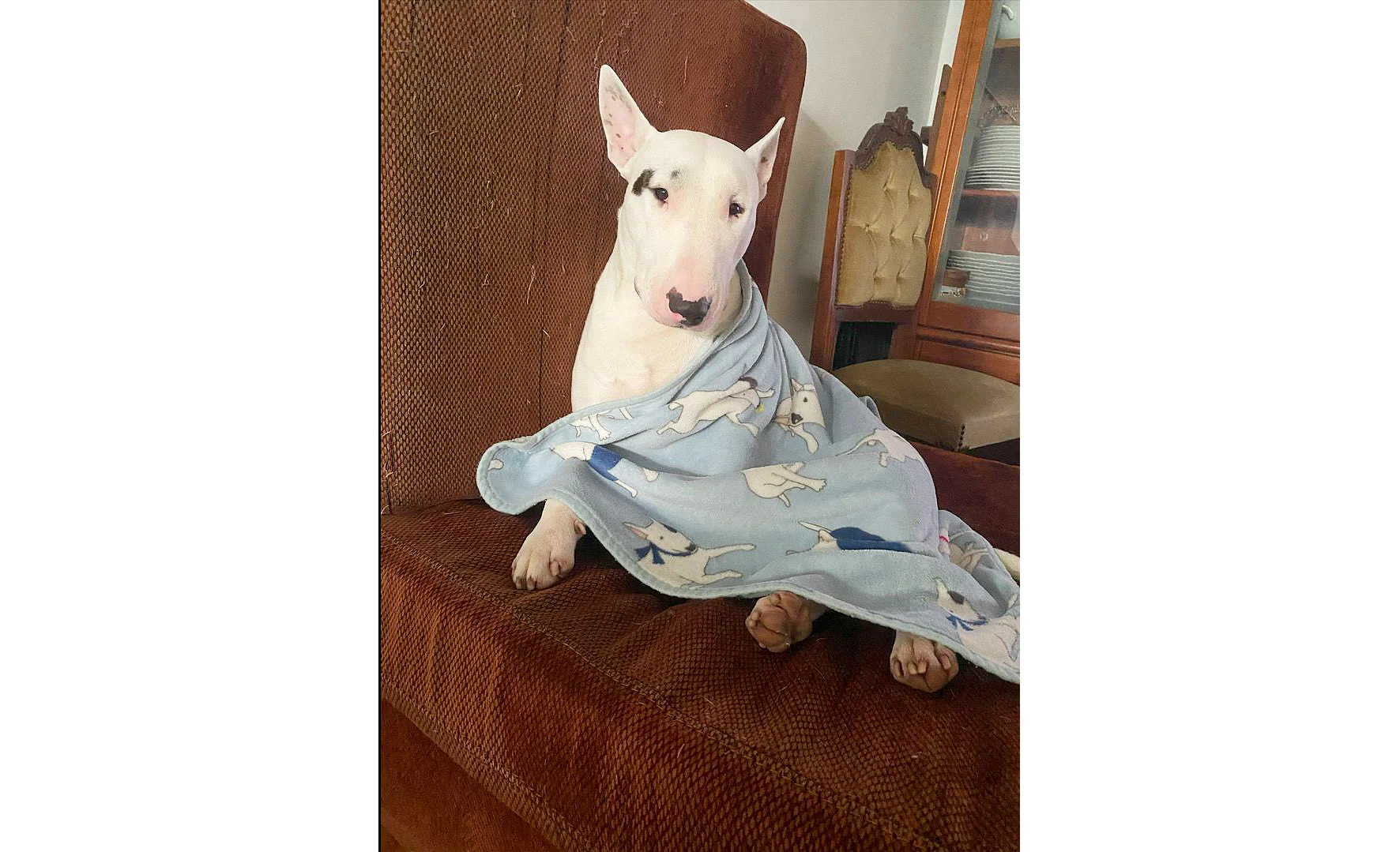 Cão Net