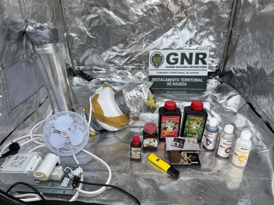 Gnr Aveiro Detido Por Cultivo