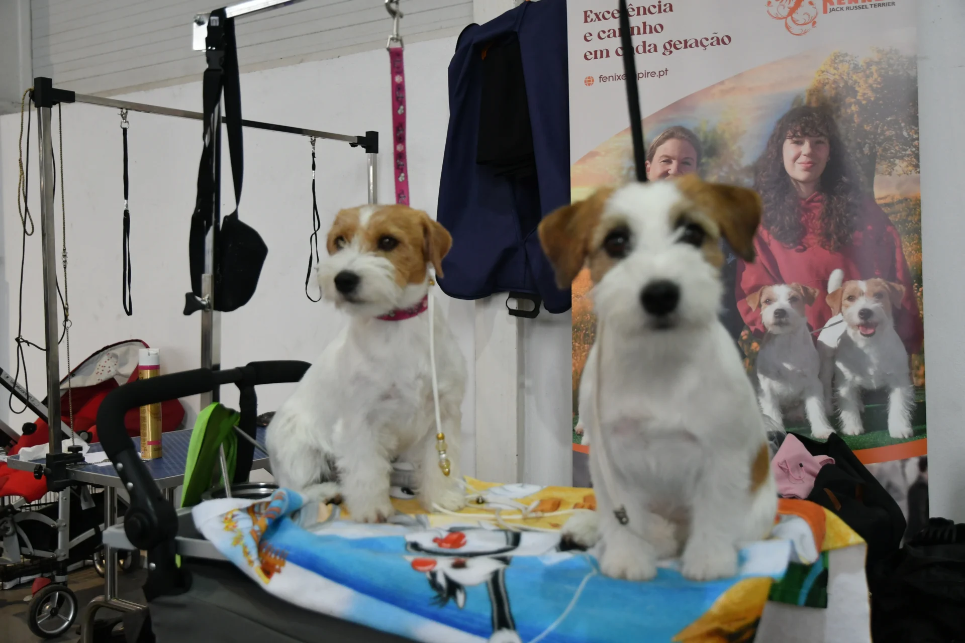 Exposição Canina E Felina Internacional De Aveiro 2025 3