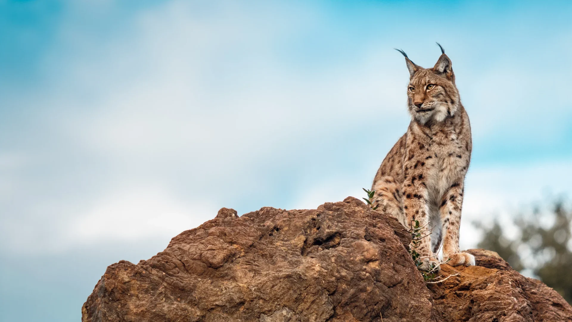 Lince Iberico