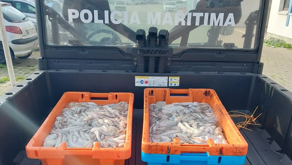 Polvo Na Gafanha Da Nazaré 2