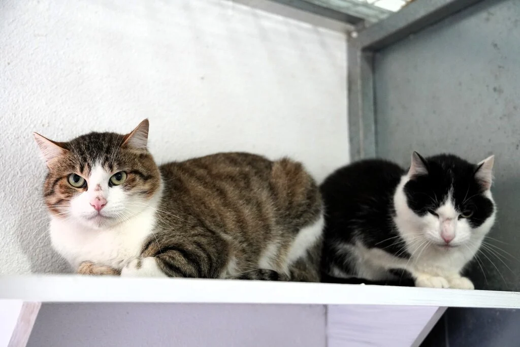 Adocoes De Gatos