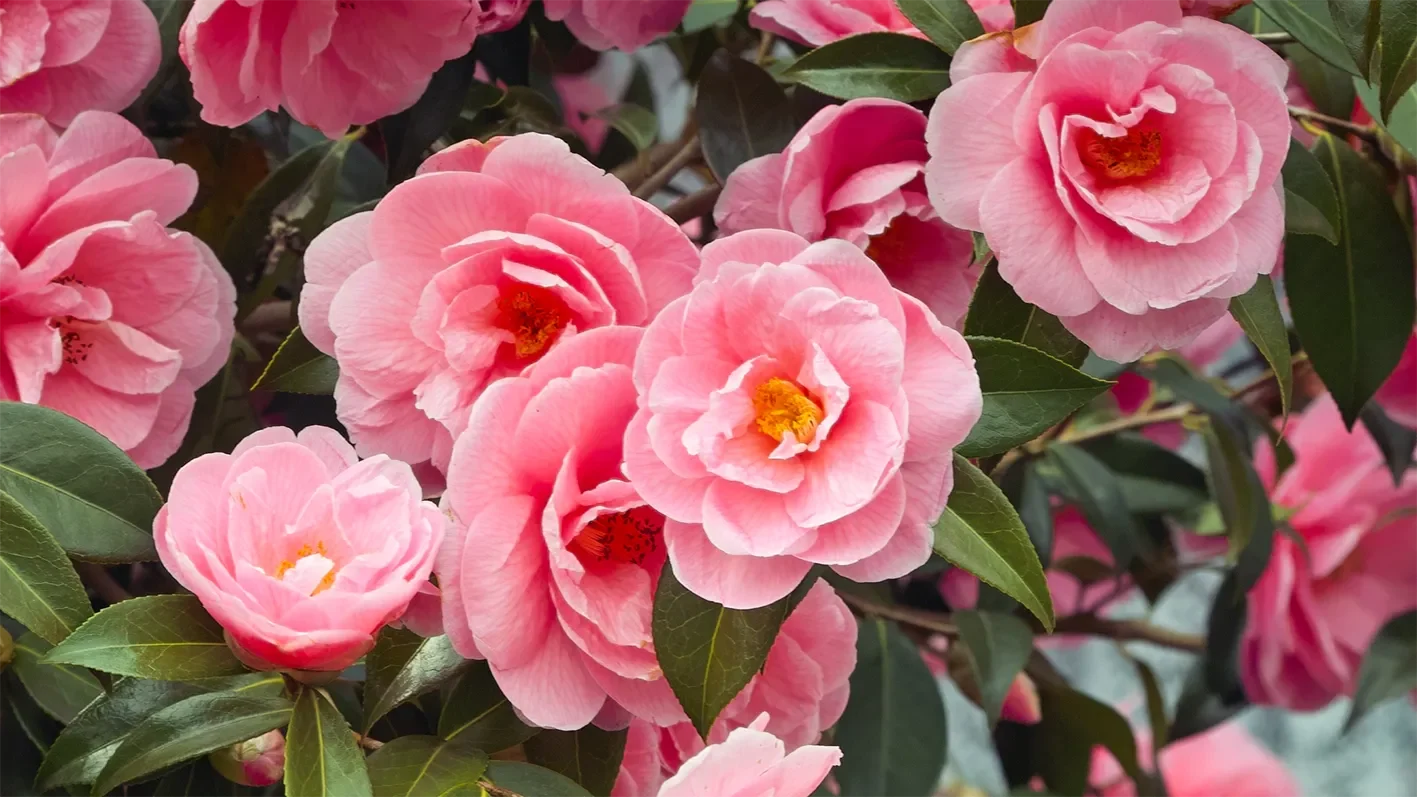 Camelias