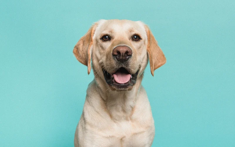 Petbionic Site