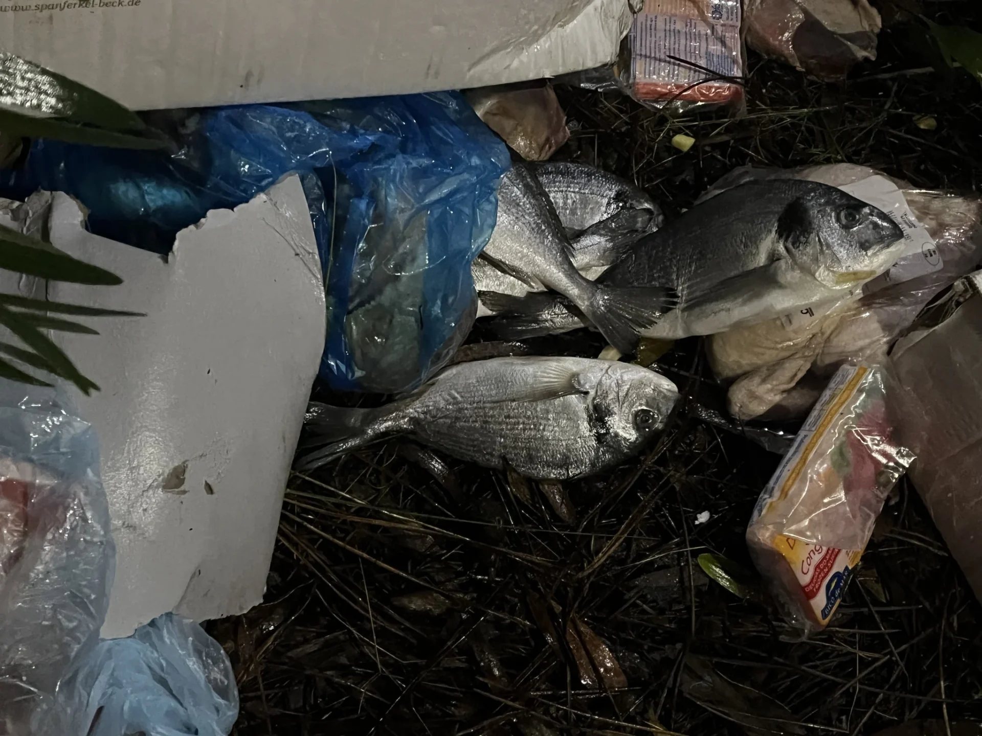 Peixes No Lixo