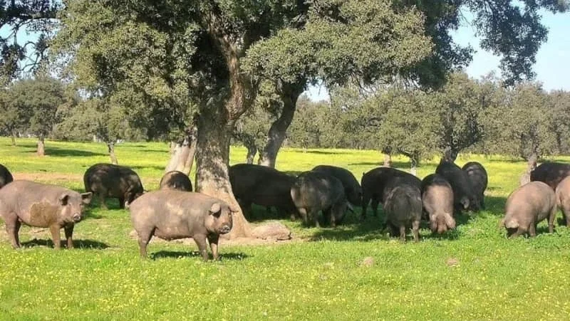 Suinicultores