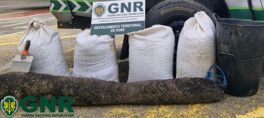 Apreensao Bivalves Ovar Gnr