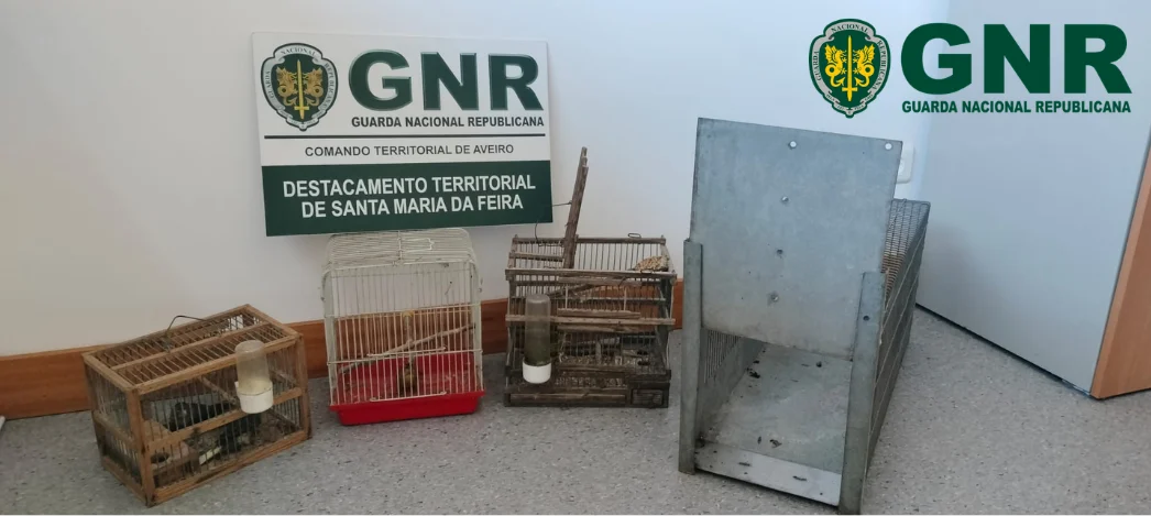 Caça Com Meios Proibidos Feira
