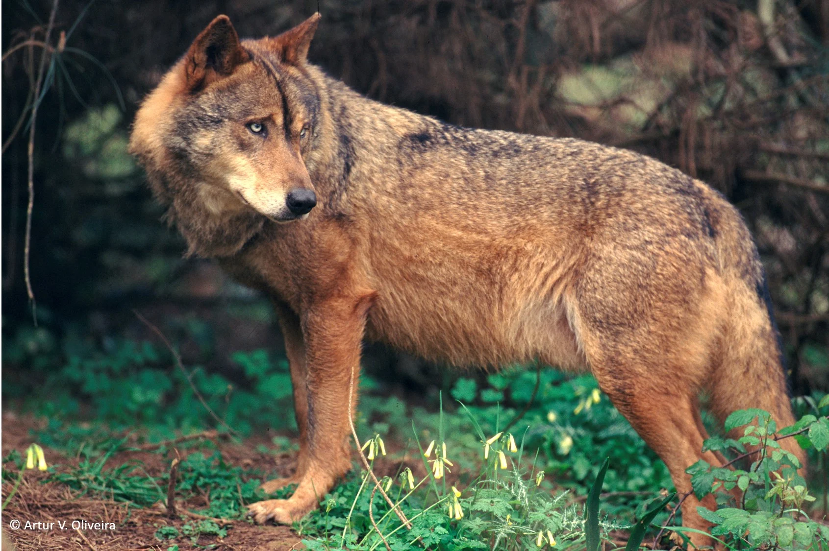 Lobo Iberico