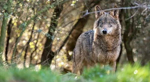 Lobo