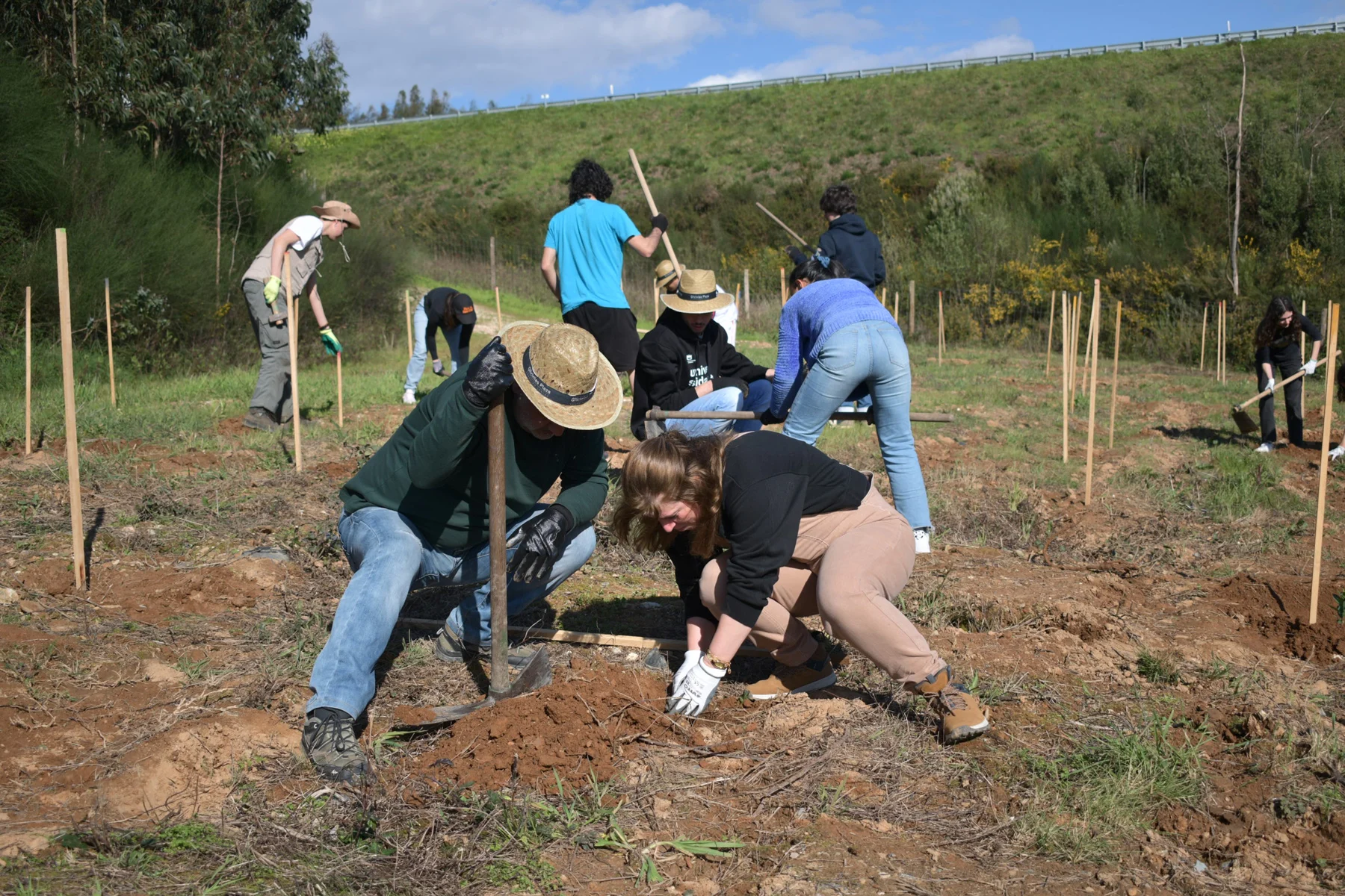 Plantação árvores