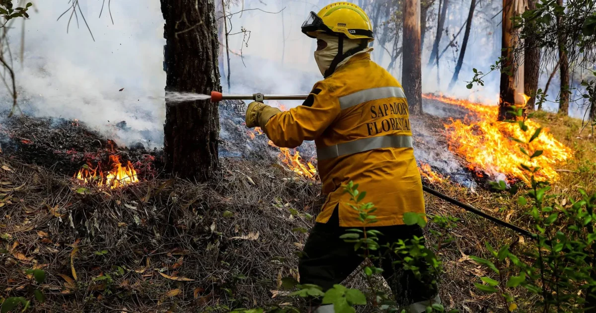 Sapador Florestal