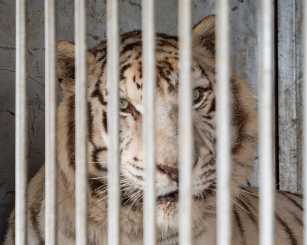 Tigre