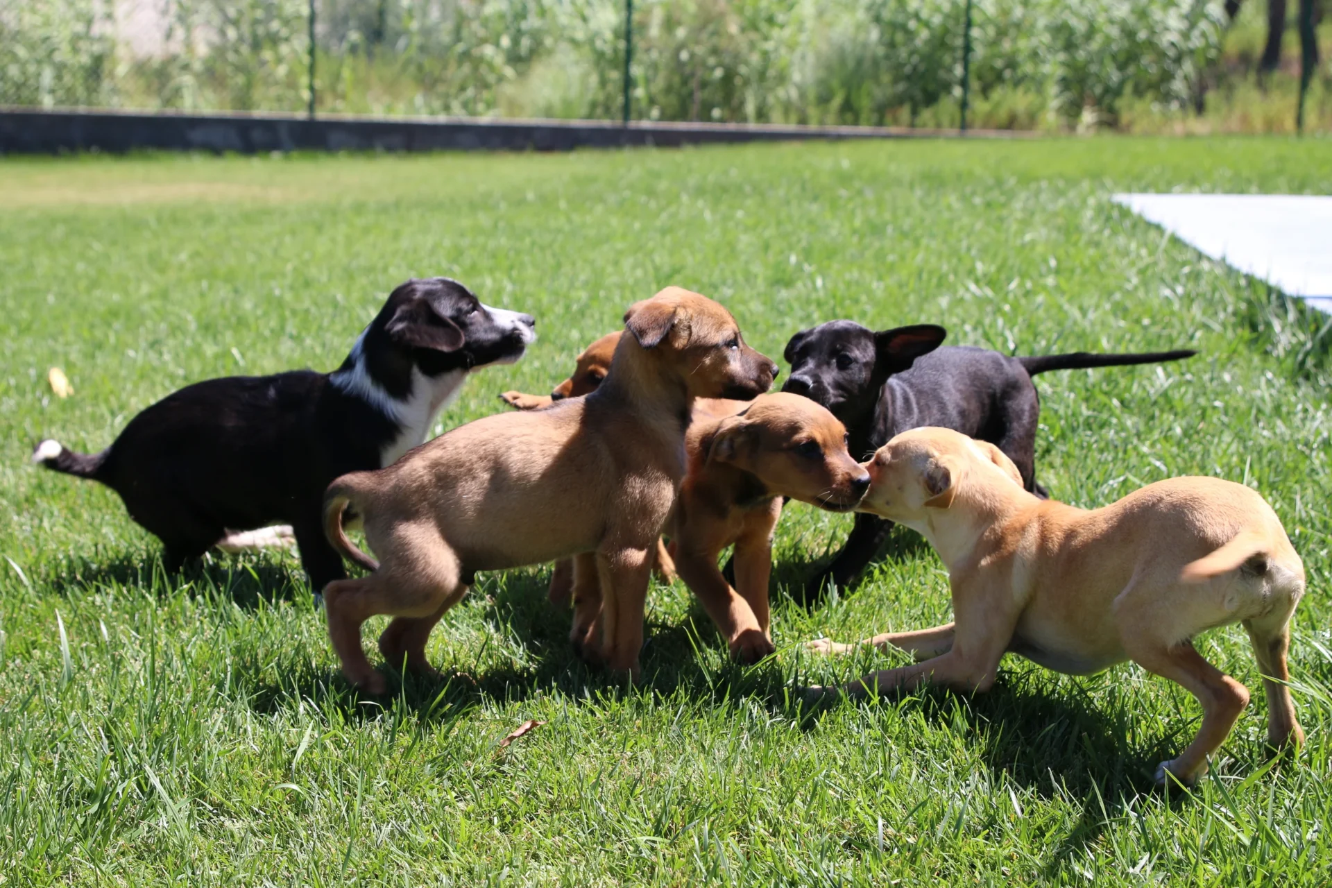 Cachorros