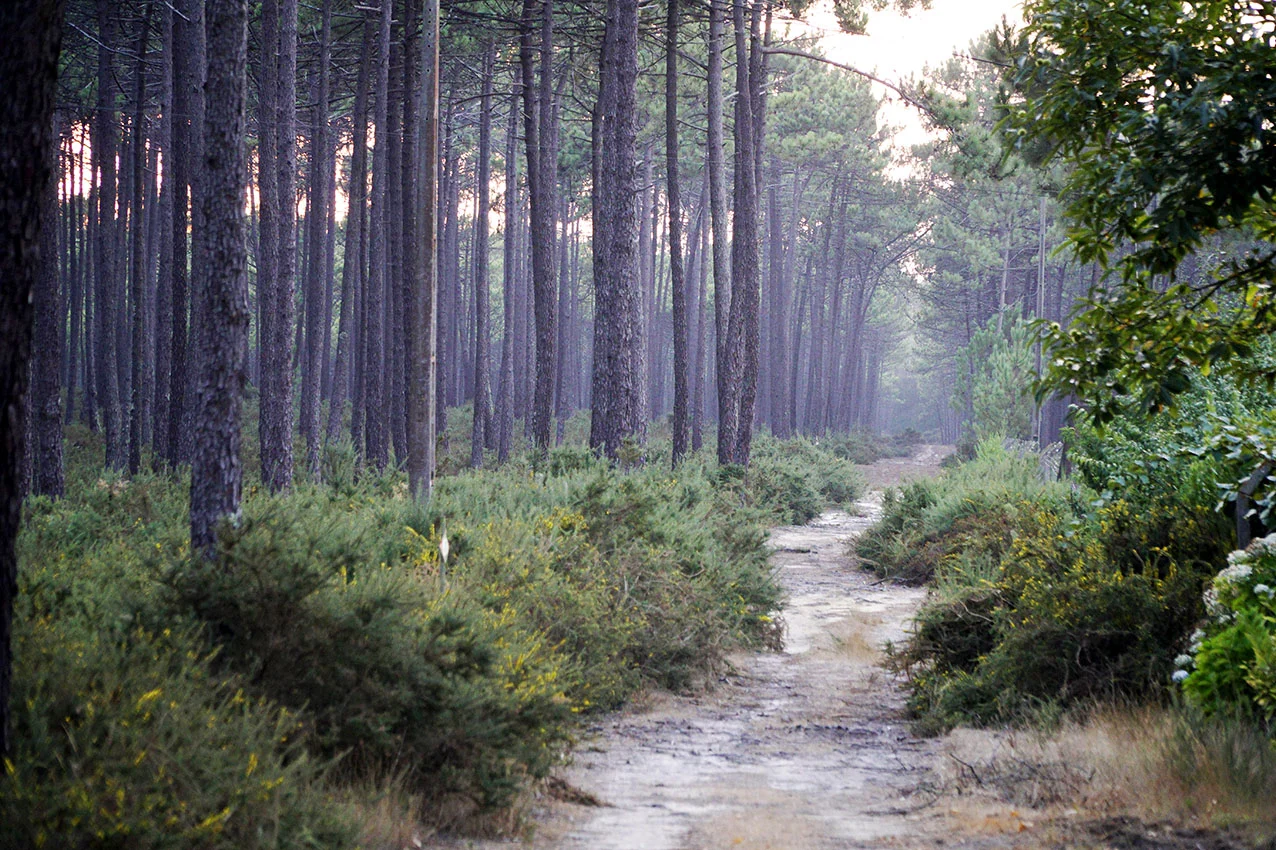 Florestal