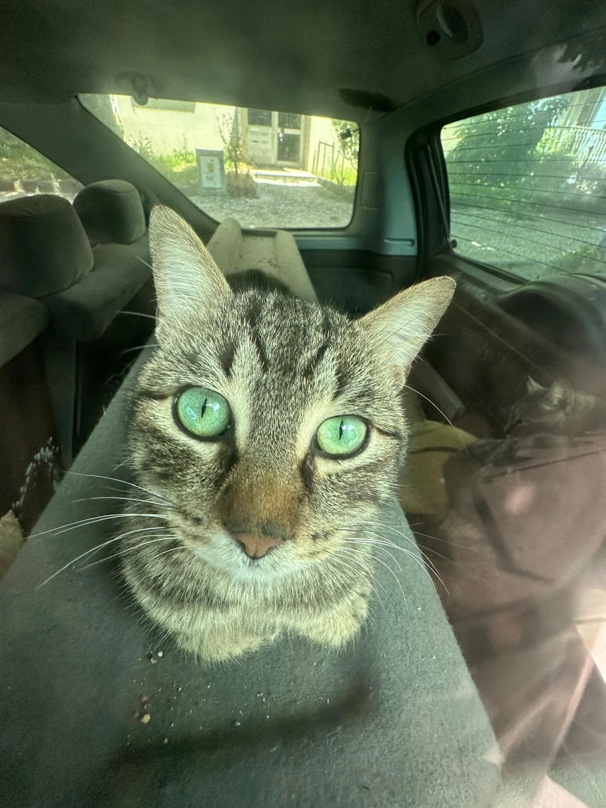 Gato