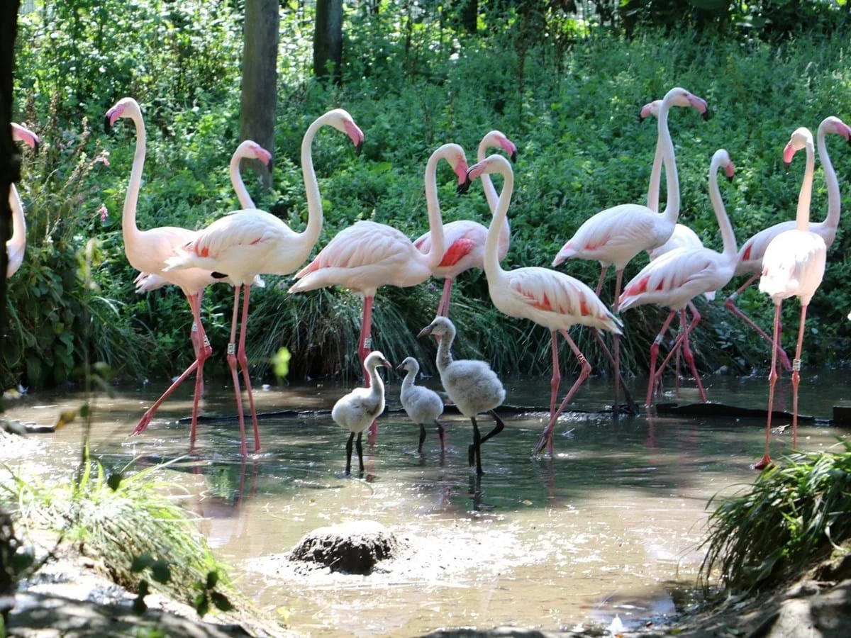 Zoo Lourosa