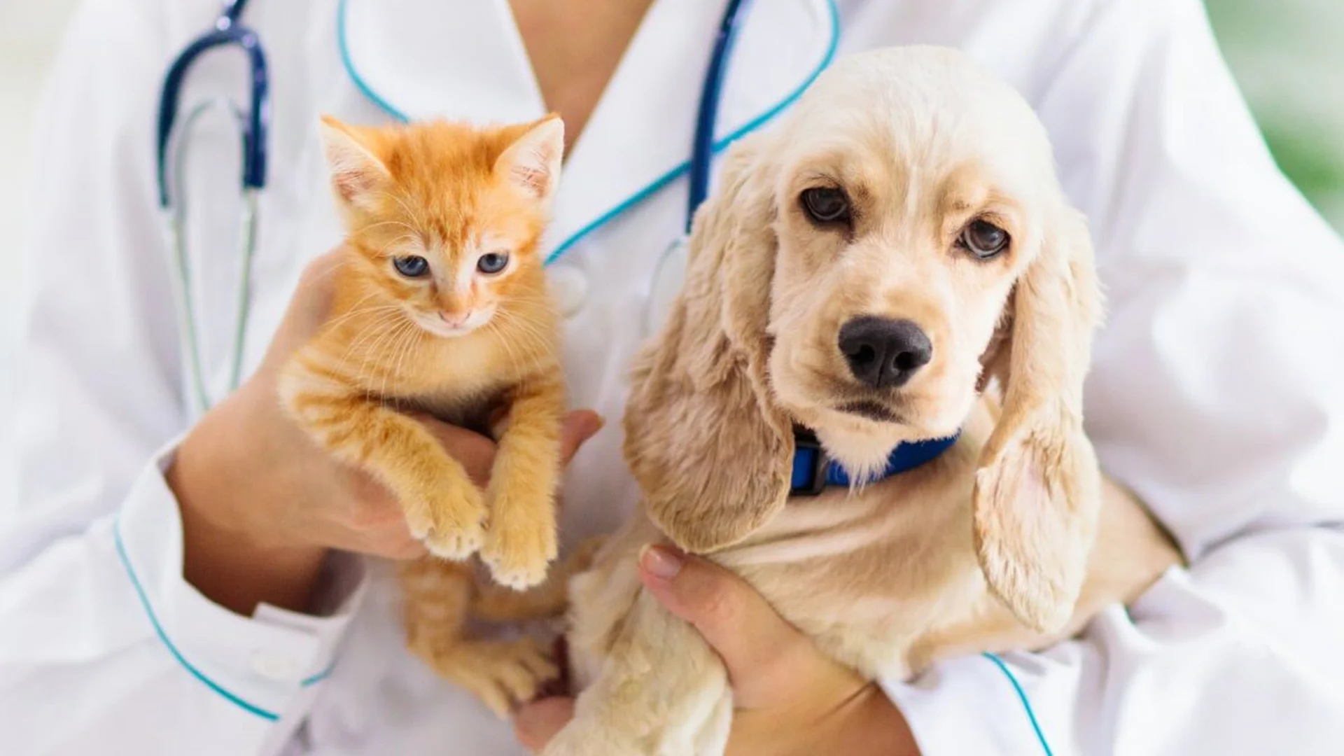 Esterilizar E Amar E Responsabilizar