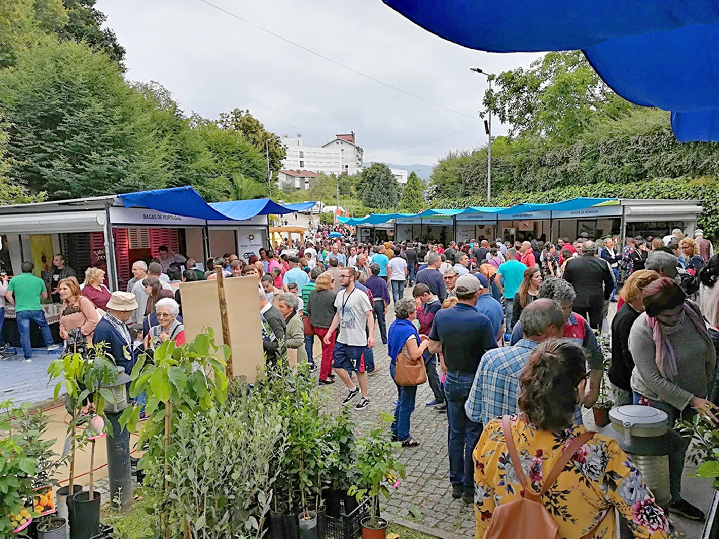 Feira Mirtilo