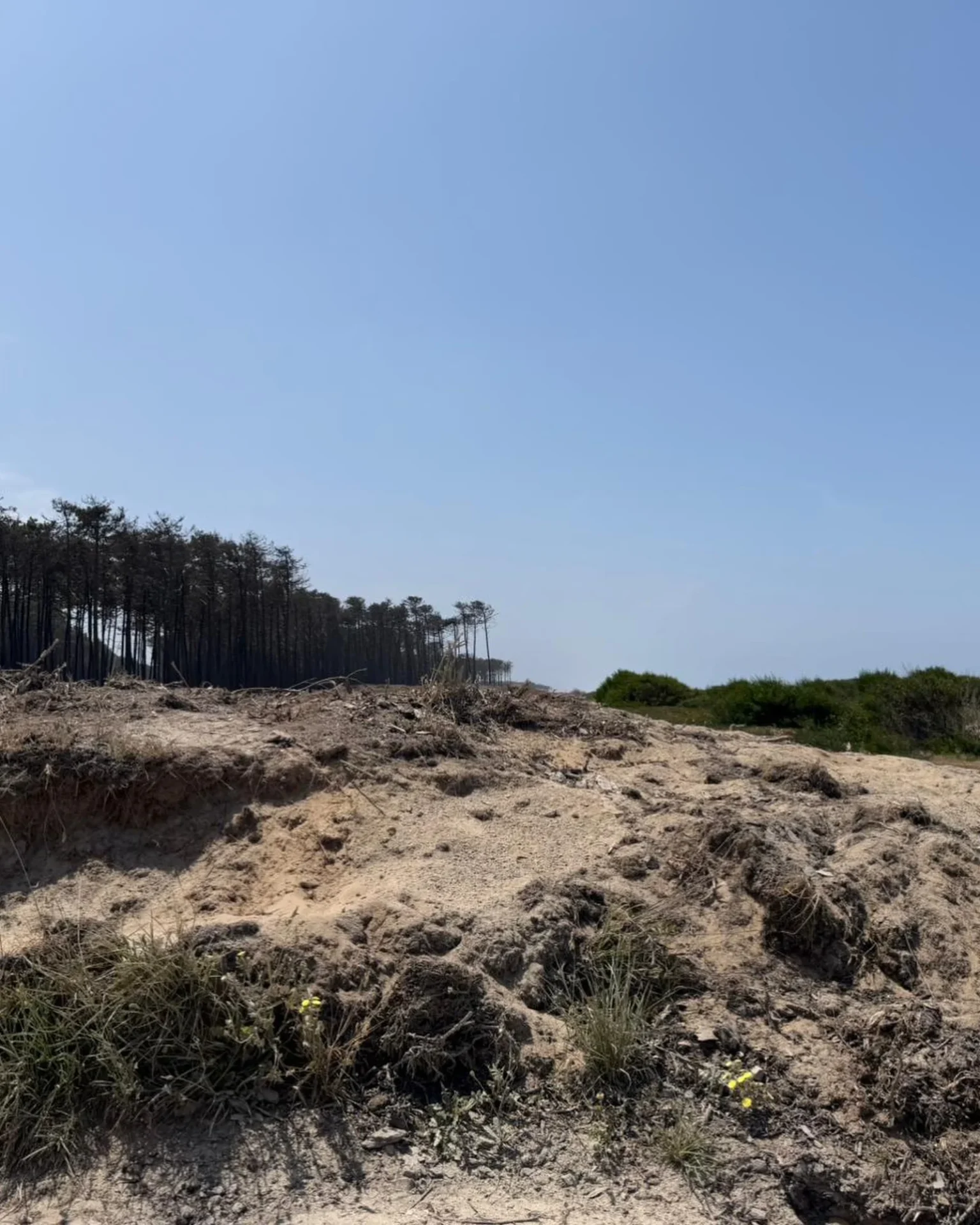 Mais Pinhal