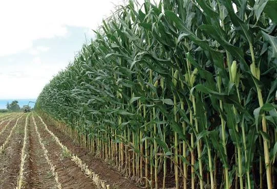 Campos De Milho
