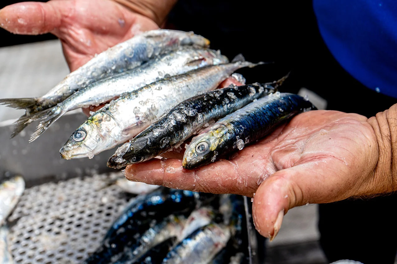 Sardinha