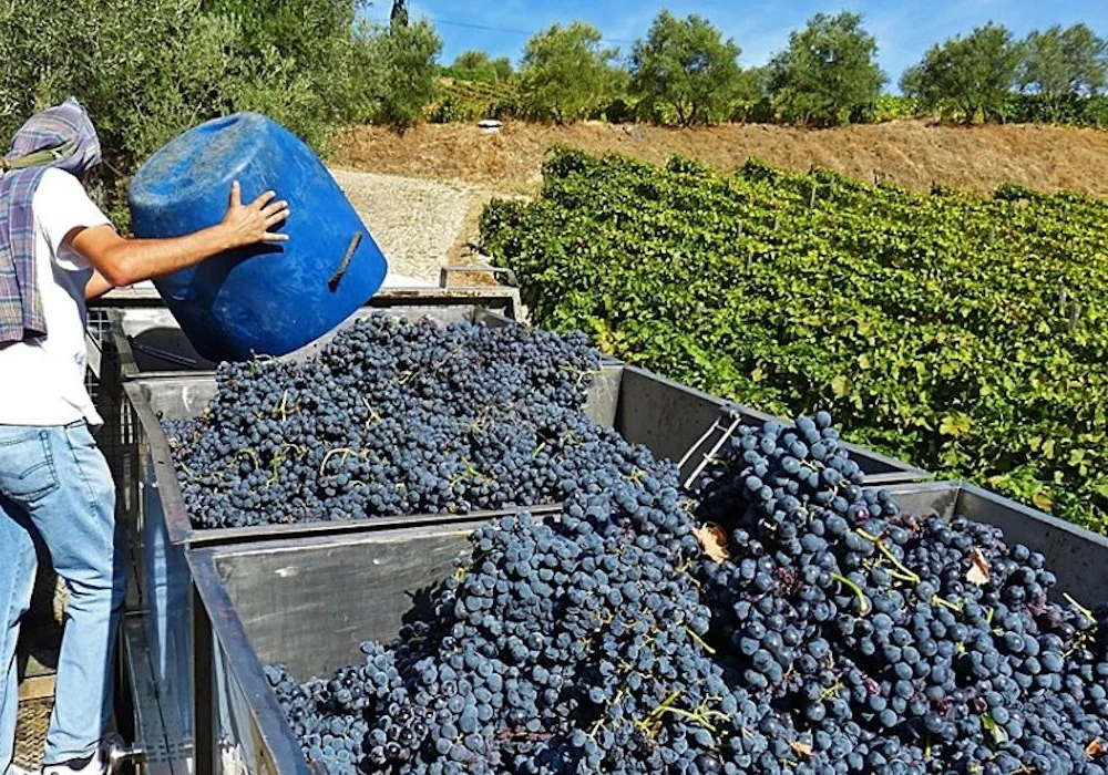 Uvas Douro